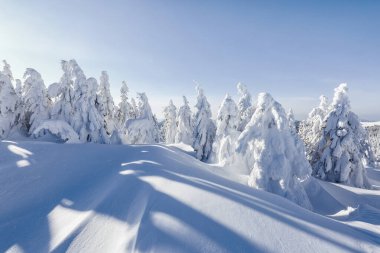 Beyaz karla kaplı ladin ağaçları. Soğuk güneşli bir günde kışın ağaçlık arazide manzara.