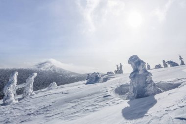 Beyaz karla kaplı ladin ağaçları. Soğuk güneşli bir günde kışın ağaçlık arazide manzara.