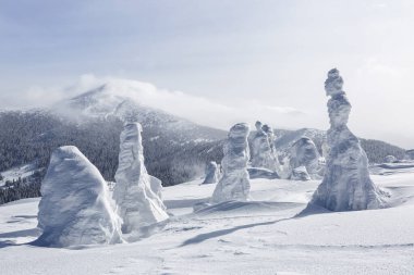 Çayırda karla kaplı ladin ağaçları. Güneşli bir sabahta kış manzarası.