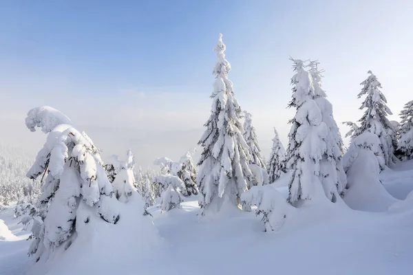 冬天的风景 在白雪覆盖的草坪上，云杉树站着，在寒冷的天气里，雪花纷飞. — 图库照片