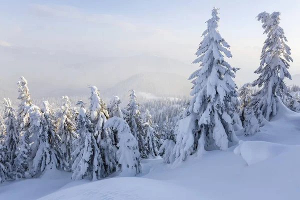 Paysages d'hiver dans la journée ensoleillée. Paysages montagneux. Arbres recouverts de neige blanche . — Photo