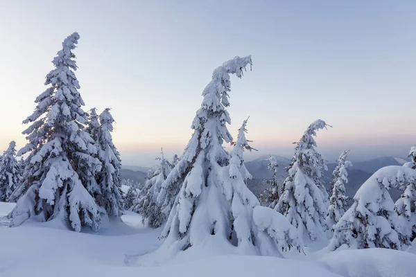 Merveilleux lever de soleil d'hiver haut dans les montagnes dans de belles forêts. Paysages touristiques. Localisation Carpates, Ukraine, Europe . — Photo