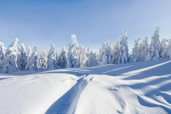 Granar täckta med vit snö. Landskap vinter skog i kall solig dag. — Stockfoto