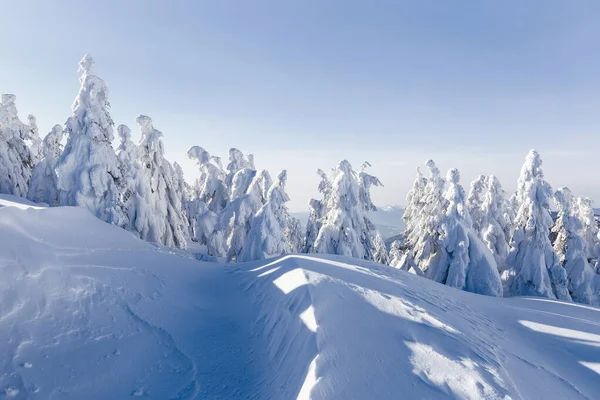Beyaz karla kaplı ladin ağaçları. Soğuk güneşli bir günde kışın ağaçlık arazide manzara. — Stok fotoğraf