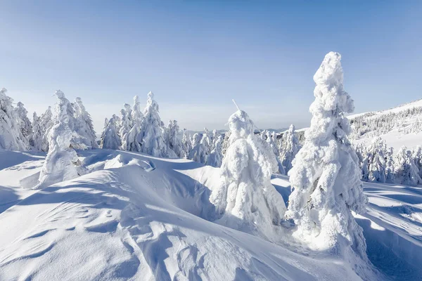 Зимний пейзаж. На покрытой снегом лужайке в морозный день стоят еловые деревья, залитые снежинками. . — стоковое фото
