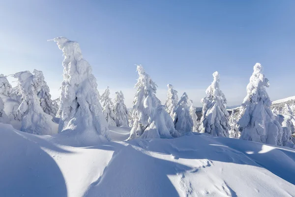 Winter scenery in the sunny day. Mountain landscapes. Trees covered with white snow. — Stock Photo, Image