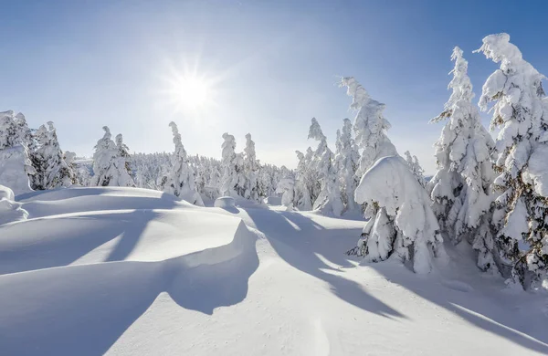 Épinettes couvertes de neige blanche. Paysage forêt d'hiver par temps froid et ensoleillé . — Photo