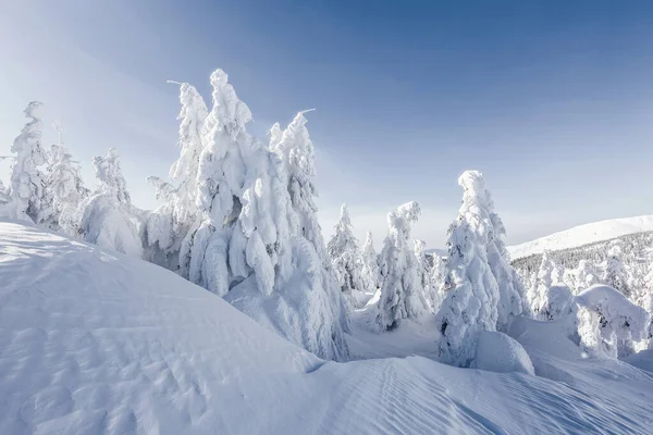Paysages d'hiver dans la journée ensoleillée. Paysages montagneux. Arbres recouverts de neige blanche . — Photo
