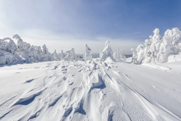 Paesaggio invernale. Sul prato coperto di neve gli abeti rossi sono in piedi versato con fiocchi di neve nella giornata gelida . — Foto Stock