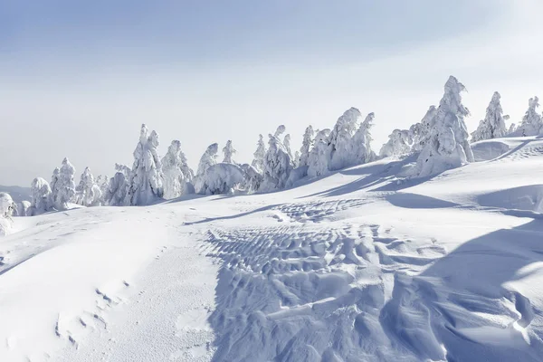 草地上站着白雪覆盖的云杉树. 阳光明媚的冬山景观. — 图库照片