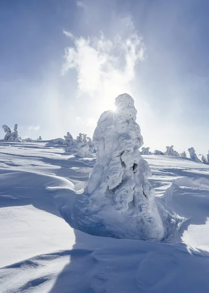 冬日阳光灿烂。 雪景，草坪上有树木，高山上覆盖着雪. — 图库照片