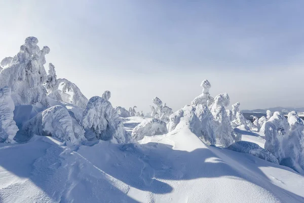 Auf der Wiese stehen schneebedeckte Fichten. Winterliche Berglandschaft am sonnigen Morgen. — Stockfoto