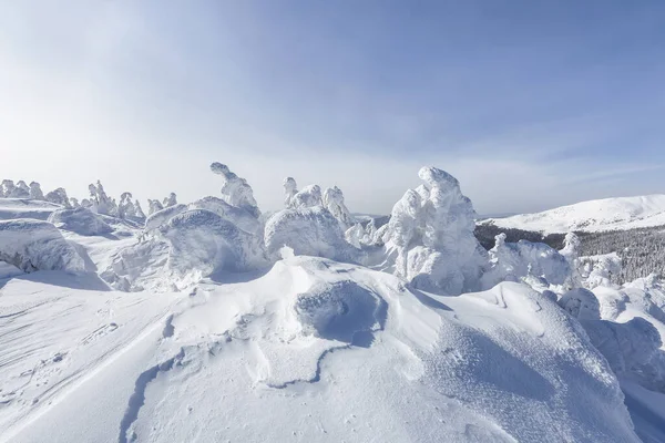 Świerki pokryte śniegiem stojące na łące. Zimowy krajobraz górski w słoneczny poranek. — Zdjęcie stockowe