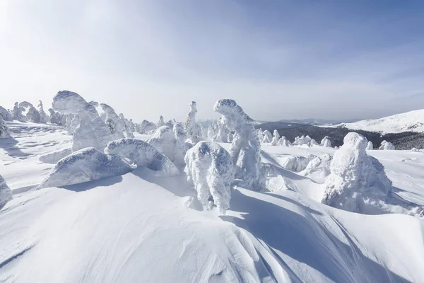 Smrkové stromy pokryté sněhem stojící na louce. Zimní horská krajina ve slunečném ránu. — Stock fotografie