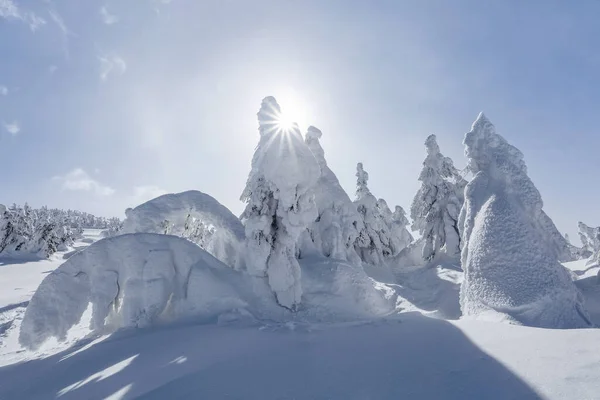 在阳光明媚的日子里,冬季的风景. 山区景观。 白雪覆盖的树木. — 图库照片