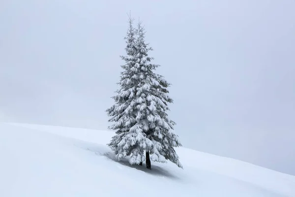 Boom bedekt met witte sneeuw staat op het gazon. Winterlandschap. Berglandschappen. Locatie van de Karpaten, Oekraïne, Europa. — Stockfoto