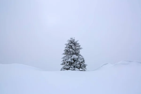 Drzewo pokryte białym śniegiem stoi na trawniku. Zimowa sceneria. Górskie krajobrazy. Lokalizacja Karpaty, Ukraina, Europa. — Zdjęcie stockowe