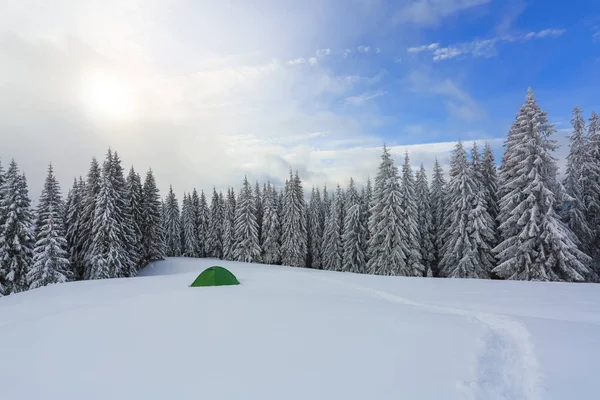 V lese na trávníku stojí zelený turistický stan se širokou cestičkou k němu. Úžasná krajina za chladného zimního dne. Umístění Místo Karpat, Ukrajina, Evropa. — Stock fotografie