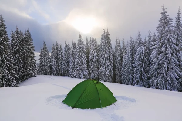 Green tent stands on the snowy lawn in the cold winter day. High spruce trees. Touristic camping rest place. Location place the Carpathian Mountains, Ukraine, Europe. — Stock Photo, Image