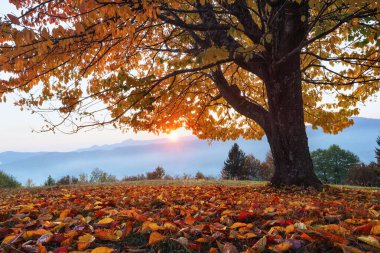 Beautiful autumn tree. Sun setting above the mountains. Rays going through the branches. Lawn is covered by the orange leaves. Seasonal wallpaper background.