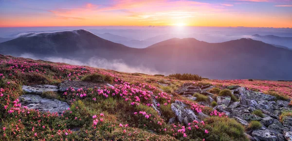 Pembe rhododendron çiçekleriyle çimenlikte panoramik manzara, yaz mevsiminde turuncu gökyüzü ile güzel bir günbatımı. Dağların manzarası. Karpatlar 'ın yeri, Ukrayna, Avrupa. Renkli arkaplan.