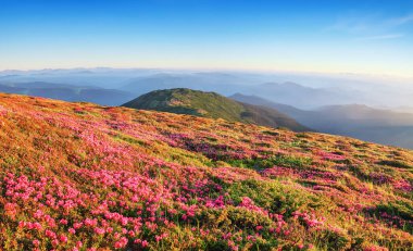 Bahçedeki panoramik manzara pembe rhododendron çiçekleri, mavi gökyüzü ve yaz mevsiminde yüksek dağlarla kaplıdır. Karpatlar 'ın yeri, Ukrayna, Avrupa. Renkli bir geçmiş. Doğanın yeniden canlanması kavramı.