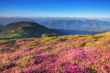 Muhteşem bir yaz günü. Çimenler pembe rhododendron çiçekleriyle kaplıdır. Dağ manzarasının güzel bir fotoğrafı. Doğanın yeniden doğuşu kavramı. Konum: Carpathian, Ukrayna, Avrupa.