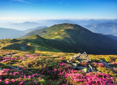 Muhteşem bir yaz manzarası. Rhododendron yüksek dağlarda çiçek açıyor. Doğanın yeniden doğuşu kavramı. Dağ manzarasının güzel bir fotoğrafı. Güneş ışınları vadiyi aydınlatıyor.