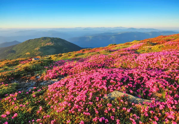 Gräsmattorna Täckta Rosa Rhododendron Blommor Vackert Foto Bergslandskapet Begreppet Natur — Stockfoto