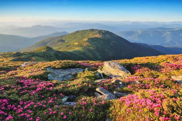 Maravilloso Día Verano Césped Está Cubierto Flores Rododendro Rosa Hermosa —  Fotos de Stock