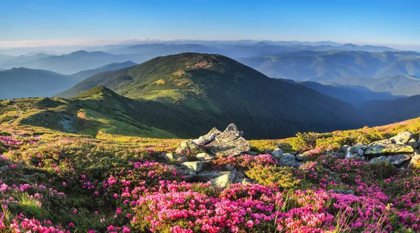 Panoramic View Lawn Rhododendron Flowers Mountains Landscapes Concept Nature Rebirth — Stock Photo, Image