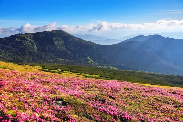 Los Arbustos Rododendros Rosados Florecen Colina Montaña Concepto Renacimiento Naturaleza — Foto de Stock