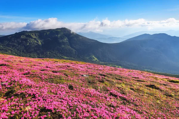 Majestuoso Paisaje Verano Rhododendron Floreciendo Las Altas Montañas Salvajes Concepto —  Fotos de Stock