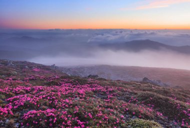 Çiçekli çayırların, sislerin, yüksek dağların ve günbatımının olduğu sabah manzarası. Muhteşem bir yaz manzarası. Konum Karpatlar, Ukrayna, Avrupa.