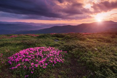 Pembe rhododendron çiçekleriyle kaplı bir çim. Yüksek dağlarda güneşin doğuşu manzarası. Dramatik bir gökyüzü. Harika bir yaz günü. Gezegenin yeniden canlanması. Konum Karpatça, Ukrayna, Avrupa.