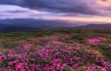 Pembe rhododendron çiçekleriyle kaplı bir çim. Yüksek dağlarda güneşin doğuşu manzarası. Dramatik bir gökyüzü. Harika bir yaz günü. Gezegenin yeniden canlanması. Konum Karpatça, Ukrayna, Avrupa.