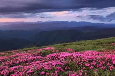 Dramatik bir gökyüzü. Rhododendron yüksek dağlarda çiçek açıyor. Harika bir yaz günü. Gezegenin yeniden canlanması. Karpatlar 'ın yeri, Ukrayna, Avrupa. Duvar kağıdı arkaplanı.