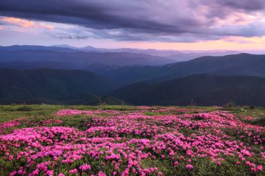 Dramatik bir gökyüzü. Pembe rhododendron çiçekleri tepeleri kaplar, yaz mevsiminde çayırlar. Dağ manzarasının güzel bir fotoğrafı. Doğanın dirilişi kavramı. Duvar kağıdı renkli arkaplan.