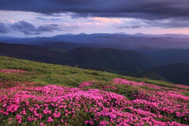 Pembe rhododendron çiçekleriyle kaplı bir çim. Yüksek dağlarda güneşin doğuşu manzarası. Dramatik bir gökyüzü. Harika bir yaz günü. Gezegenin yeniden canlanması. Konum Karpatça, Ukrayna, Avrupa.