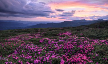 Dramatik bir gökyüzü. Rhododendron yüksek dağlarda çiçek açıyor. Harika bir yaz günü. Gezegenin yeniden canlanması. Karpatlar 'ın yeri, Ukrayna, Avrupa. Duvar kağıdı arkaplanı.