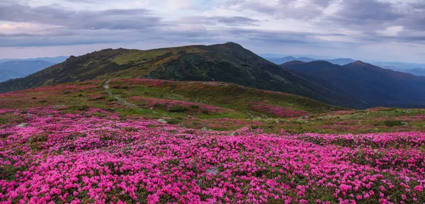 Paisaje Verano Con Montaña Los Céspedes Están Cubiertos Flores Rododendro —  Fotos de Stock