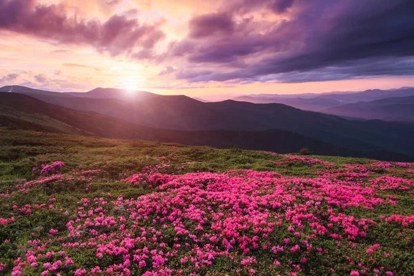 Nádherný Letní Den Trávníky Jsou Pokryty Růžovými Květy Rododendronu Krásná — Stock fotografie