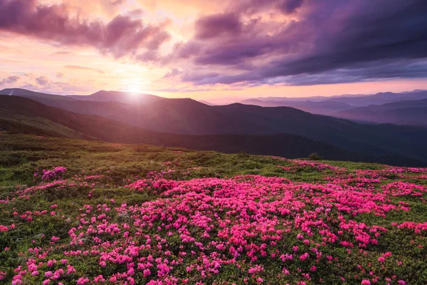 Underbar Sommardag Gräsmattorna Täckta Rosa Rhododendron Blommor Vackert Foto Bergslandskapet — Stockfoto