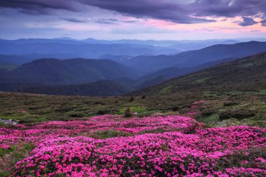 Muhteşem bir yaz günü. Çimenler pembe rhododendron çiçekleriyle kaplıdır. Dağ manzarasının güzel bir fotoğrafı. Doğanın yeniden doğuşu kavramı. Konum: Carpathian, Ukrayna, Avrupa.