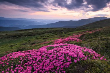 Dramatik bir gökyüzü. Pembe rhododendron çiçekleri tepeleri kaplar, yaz mevsiminde çayırlar. Dağ manzarasının güzel bir fotoğrafı. Doğanın dirilişi kavramı. Duvar kağıdı renkli arkaplan.
