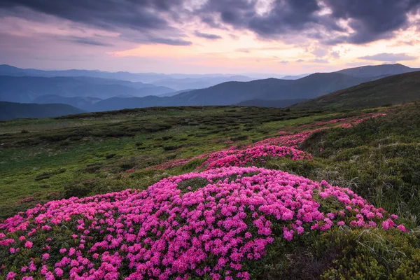 Dramatische Lucht Roze Rododendron Bloemen Bedekken Heuvels Weide Zomer Prachtige — Stockfoto