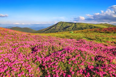 Çimenler pembe rhododendron çiçekleriyle kaplıdır. Dağ manzarasının güzel bir fotoğrafı. Doğanın yeniden doğuşu kavramı. Yaz manzarası. Bulutlu mavi gökyüzü. Konum Karpatça, Ukrayna, Avrupa.