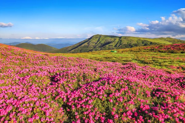 Césped Está Cubierto Flores Rododendro Rosa Hermosa Foto Del Paisaje —  Fotos de Stock