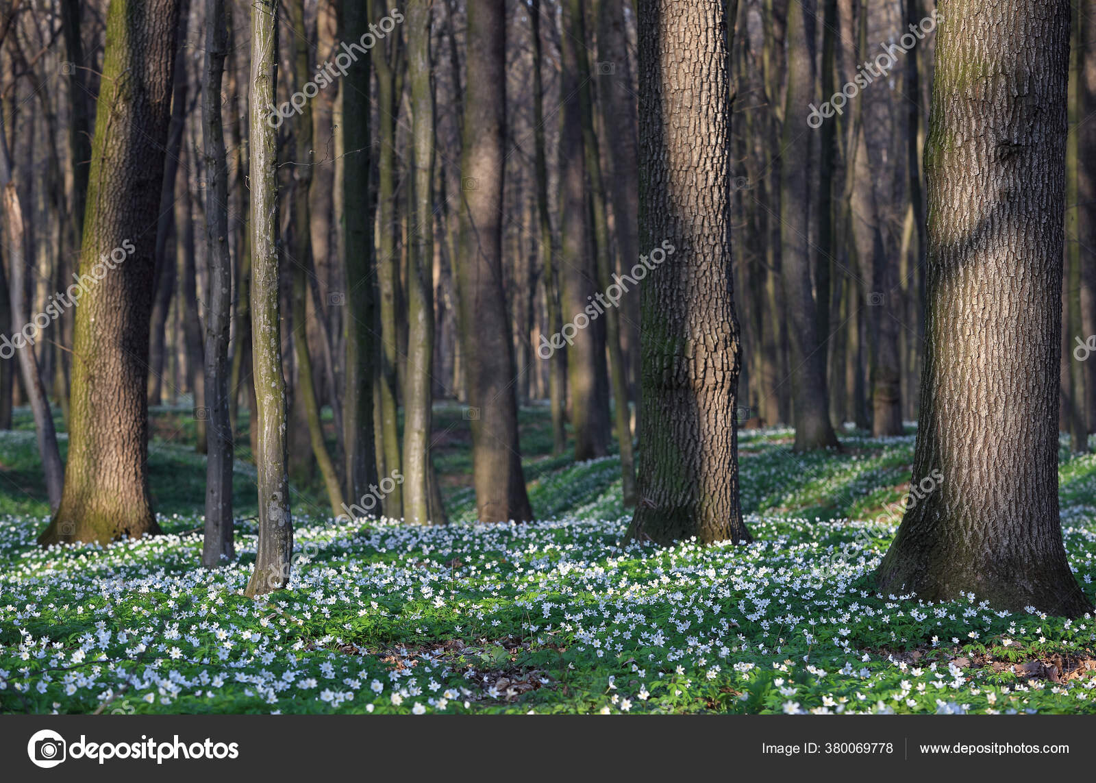 Superbe Journée Ensoleillée Printemps Forêt Avec Chêne Une Pelouse Couverte  image libre de droit par Vitalii_Mamchuk © #380069778