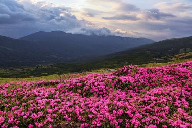 Çimenler pembe rhododendron çiçekleriyle kaplıdır. Dağ manzarasının güzel bir fotoğrafı. Doğanın yeniden doğuşu kavramı. Yaz manzarası. Bulutlu mavi gökyüzü. Konum Karpatça, Ukrayna, Avrupa.